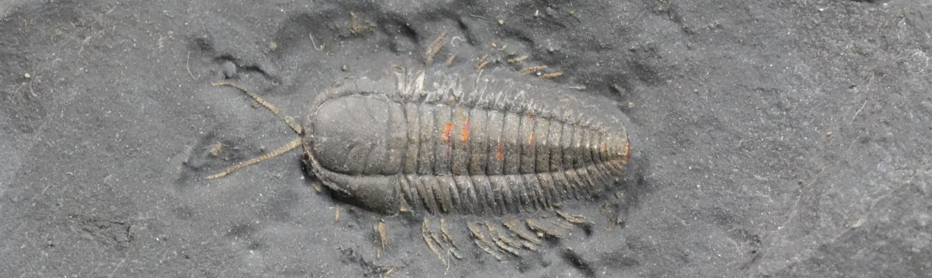Trilobiten