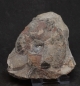 Preview: Platylenticeras latum | Valanginium | Gronau, Ziegelei Gerdemann