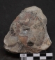Preview: Platylenticeras latum | Valanginium | Gronau, Ziegelei Gerdemann