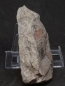 Preview: Platylenticeras latum | Valanginium | Gronau, Ziegelei Gerdemann