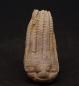 Preview: Encrinus liliiformis | Oberer Muschelkalk | Kreis Höxter