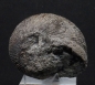 Preview: Macrocephalites sp. | Callovium | Porta Westfalica
