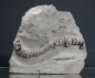 Preview: Stenopterygius sp. | Toarcium | Holzmaden