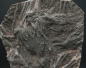 Preview: Scyphocrinites elegans | Silur | Marokko