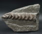 Mobile Preview: Ichthyosaurier Wirbelsäule - Posidonienschiefer