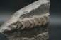 Mobile Preview: Ichthyosaurier Wirbelsäule - Posidonienschiefer