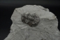 Preview: Phacops rana | Mitteldevon | Silica, Ohio