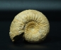 Preview: Stephanoceras sp. | Bajocium | Evrecy