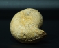 Preview: Stephanoceras sp. | Bajocium | Evrecy