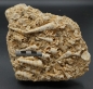 Preview: Turritella turris | Miozän | Erminger Turrittellenplatte