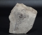 Preview: Eurypterus tetragonophthalmus | Silur | Ukraine