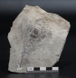 Preview: Eurypterus tetragonophthalmus | Silur | Ukraine