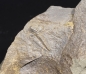 Preview: Paradoxides gracilis | Kambrium | Jince, Tschechien