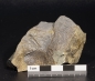 Preview: Paradoxides gracilis | Kambrium | Jince, Tschechien