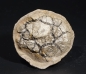 Preview: Mecochirus ornatus | Valanginium | Heisterholz