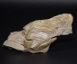 Preview: Burmeisterella vixarmata | Unterdevon | Dasburg