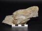 Preview: Burmeisterella vixarmata | Unterdevon | Dasburg