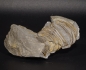 Preview: Burmeisterella vixarmata | Unterdevon | Dasburg