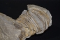 Preview: Burmeisterella vixarmata | Unterdevon | Dasburg