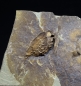 Preview: Elliptocinctus barrandei | Mittleres Kambrium | Coulouma