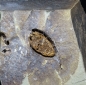 Preview: Elliptocinctus barrandei | Mittleres Kambrium | Coulouma