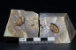 Preview: Elliptocinctus barrandei | Mittleres Kambrium | Coulouma