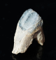 Preview: Triceratops horridus | Lance Formation | Wyoming