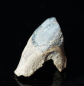 Preview: Triceratops horridus | Lance Formation | Wyoming