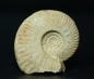 Preview: Hecticoceras sp. | Callovium | Poitou