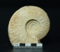 Preview: Hecticoceras sp. | Callovium | Poitou