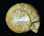 Preview: Stephanoceras sp. | Bajocium | Etterville