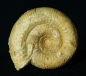 Preview: Stephanoceras sp. | Bajocium | Etterville