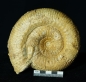 Preview: Stephanoceras sp. | Bajocium | Etterville