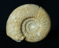 Preview: Lithacosphinctes pseudoachilles | Kimmeridgium | Gräfenberg