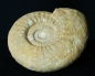 Preview: Lithacosphinctes pseudoachilles | Kimmeridgium | Gräfenberg