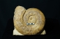 Preview: Harpoceras sp. | Toarcium | Thouars