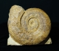 Preview: Harpoceras sp. | Toarcium | Thouars