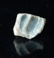 Preview: Triceratops horridus | Lance Formation | Wyoming