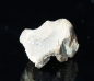 Preview: Triceratops horridus | Lance Formation | Wyoming