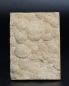 Preview: Nemiana simplex | Ediacarium | Ukraine