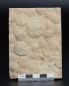 Preview: Nemiana simplex | Ediacarium | Ukraine
