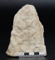 Preview: Nemiana simplex | Ediacarium | Ukraine