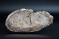 Preview: Fossiles Holz | Oberkreide | Kelmis