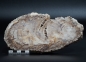 Preview: Fossiles Holz | Oberkreide | Kelmis