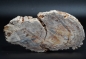 Preview: Fossiles Holz | Oberkreide | Kelmis