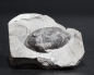 Preview: Isotelus gigas | Ordovizium | Bowmanville