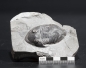 Preview: Isotelus gigas | Ordovizium | Bowmanville