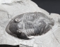 Preview: Isotelus gigas | Ordovizium | Bowmanville