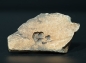Preview: Namacalathus hermanastes | Ediacarium