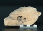 Preview: Namacalathus hermanastes | Ediacarium